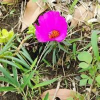 マツバボタンの画像