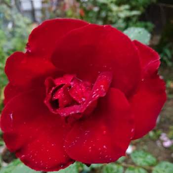 ベルサイユのバラの画像 by 山ちゃんさん | バラとベルサイユのバラと今朝のバラと鉢植えと微香と花のある暮らしと我が家のバラ