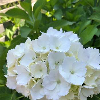 大好き❣️の画像 by YURUKUさん | 小さな庭と大好き❣️とコロナに負けるな‼️と今日も元気に頑張ろう‼️と#ビタミンFと白い花♡