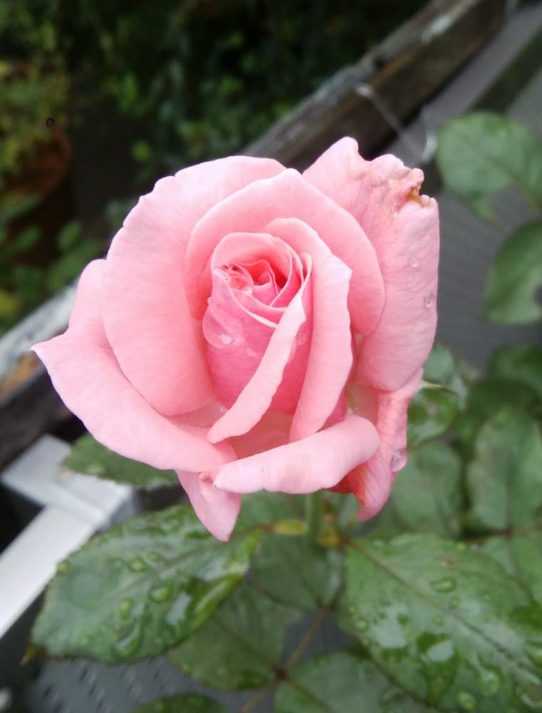 薔薇クイーンエリザベスの投稿画像 By なおさん ばら バラ 薔薇とバラ クイーンエリザベスとおうち園芸とpwフォトコンと薔薇 と地植え 月7月15日 Greensnap グリーンスナップ 薔薇クイーンエリザベスの投稿画像 By なおさん ばら バラ 薔薇とバラ クイーンエリザベスとおうち園芸とpwフォトコンと薔薇 と地植え 月7月15日 Greensnap グリーンスナップ