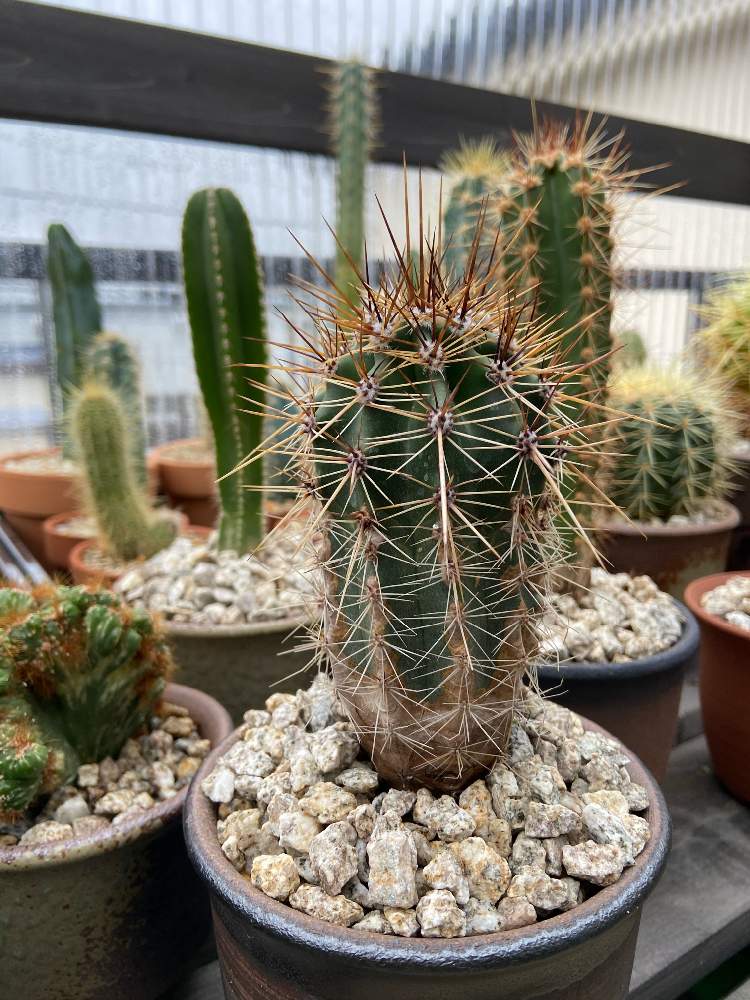 現品】サボテン：カルネギア サボテン 弁慶柱（べんけいちゅう） 5号 c74