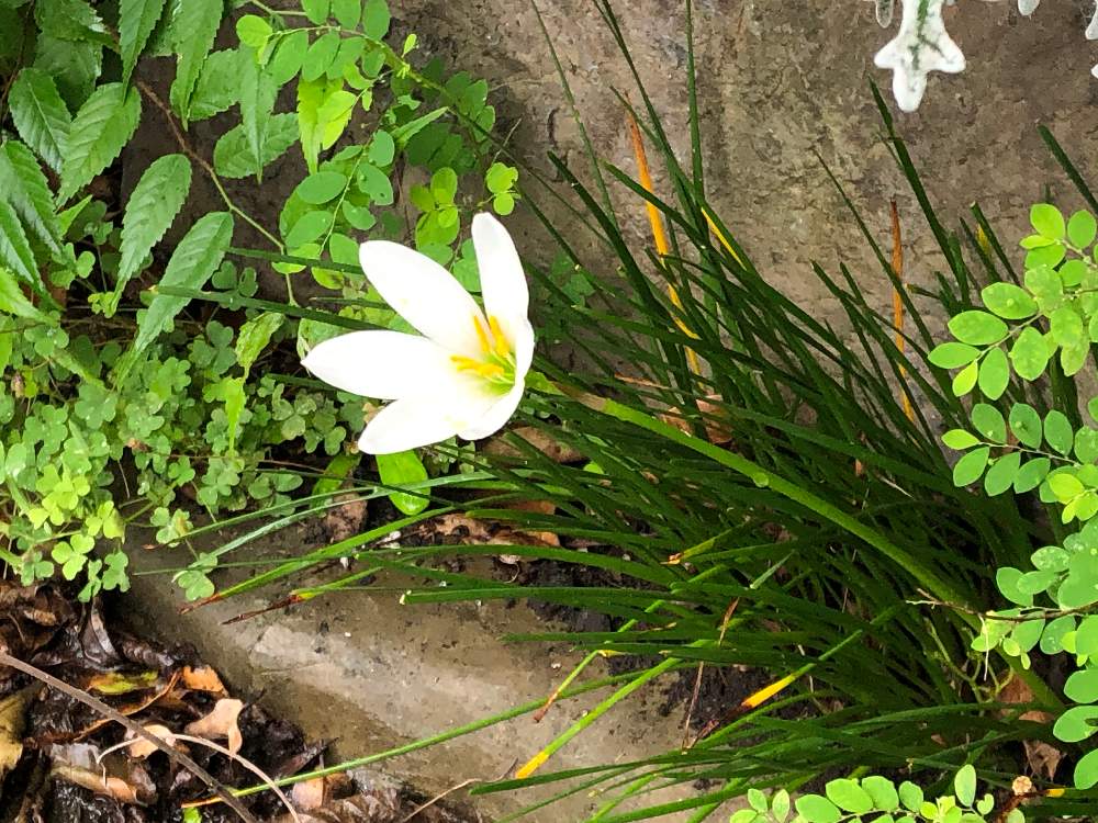 タマスダレの投稿画像 By オプさん 道端の小さな花 月7月15日 Greensnap グリーンスナップ