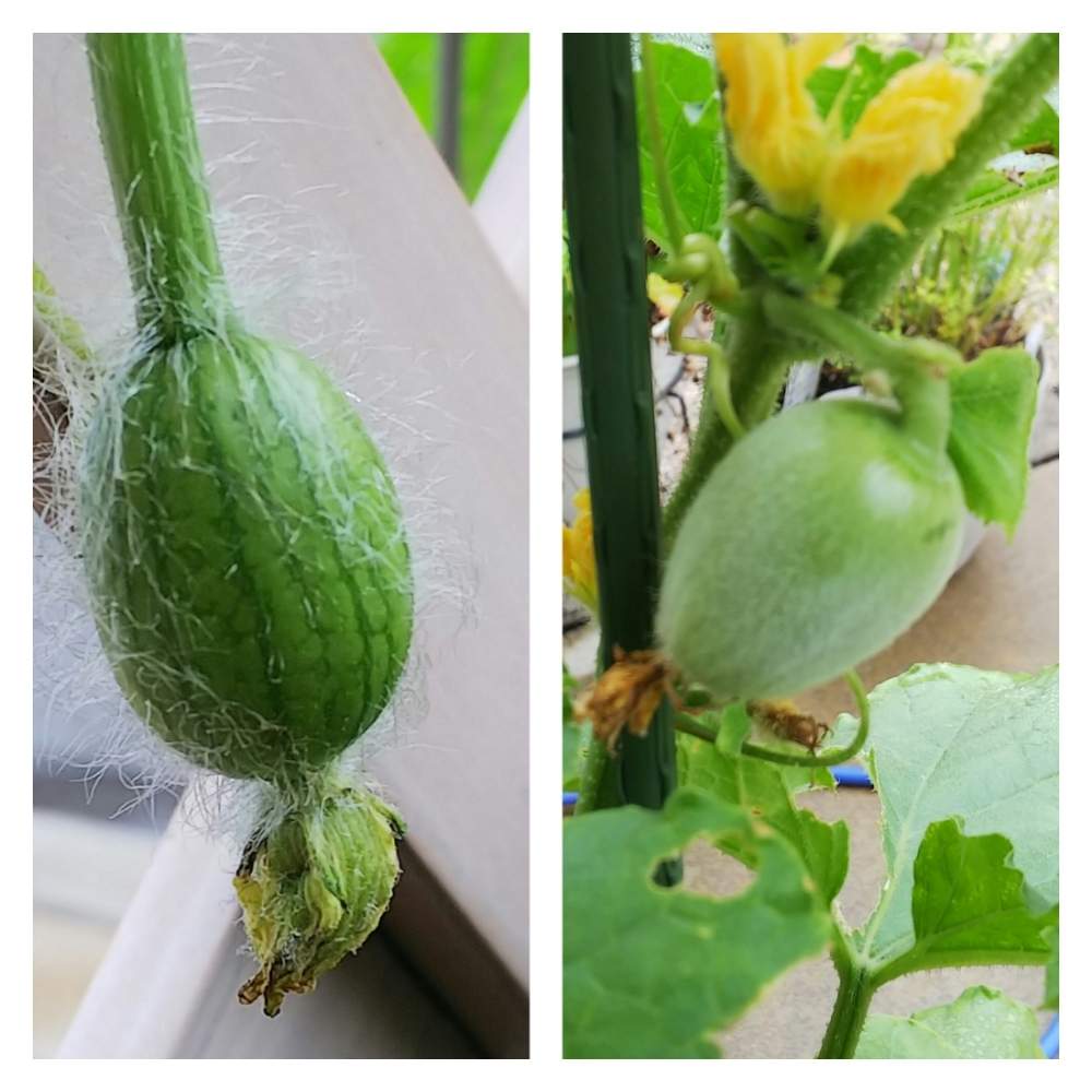 スイカの投稿画像 By Tkmさん メロンと小玉スイカと実生メロンとおうちde菜園と花壇とおうち園芸と実生と鉢植え 月7月15日 Greensnap グリーンスナップ