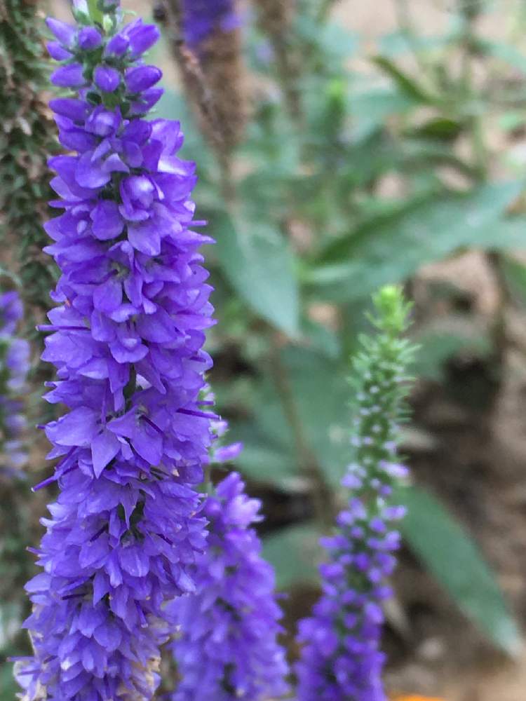 ヒメルリトラノオの投稿画像 By カズアムさん 姫瑠璃虎の尾とベロニカ スピカータと多年草とベロニカと花のある暮らしと多年草と花のある暮らし 月7月15日 Greensnap グリーンスナップ Greensnap グリーンスナップ ヒメルリトラノオの投稿画像 By カズアムさん 姫瑠璃虎の尾とベロニカ スピカータと多年草とベロニカと花のある暮らしと多年草と花のある暮らし 月7月15日 Greensnap グリーンスナップ Greensnap グリーンスナップ