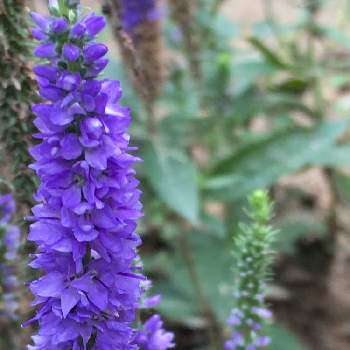 限定製作 姫ルリトラノオ 姫るり虎の尾 植物 観葉植物