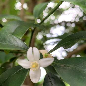 金柑の花の投稿画像一覧 Greensnap グリーンスナップ