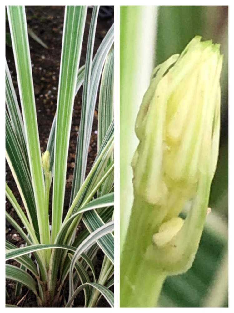 ヤブラン の開花まで Greensnap グリーンスナップ