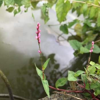 犬蓼 赤まんま の投稿画像一覧 Greensnap グリーンスナップ