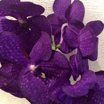 バンダ 翡翠蘭 の投稿画像一覧 Greensnap グリーンスナップ