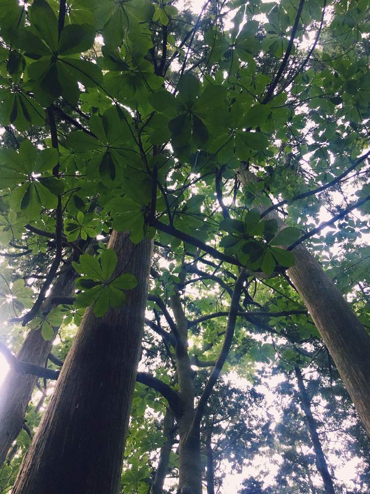 ぱそこさんの投稿画像 月7月15日 Greensnap グリーンスナップ