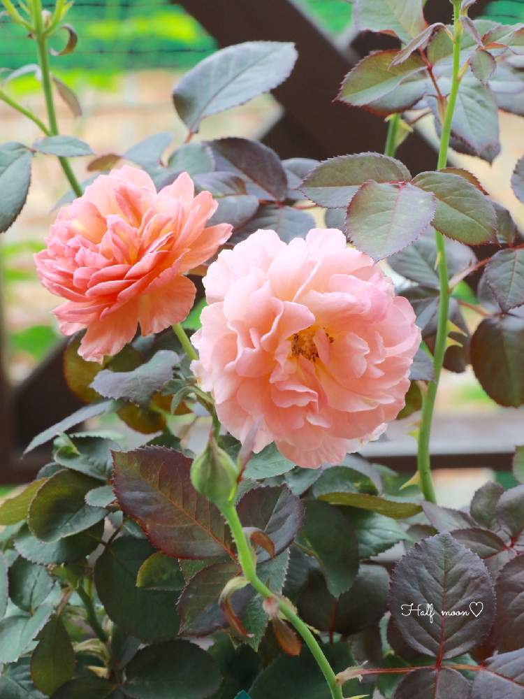 バラの投稿画像 By Half Moon さん かおりかざりと季節を楽しむと可愛いなとかわいい と私の癒しと薔薇 のある暮らし と癒されるとお庭の花たちと癒し と薔薇 月7月15日 Greensnap グリーンスナップ