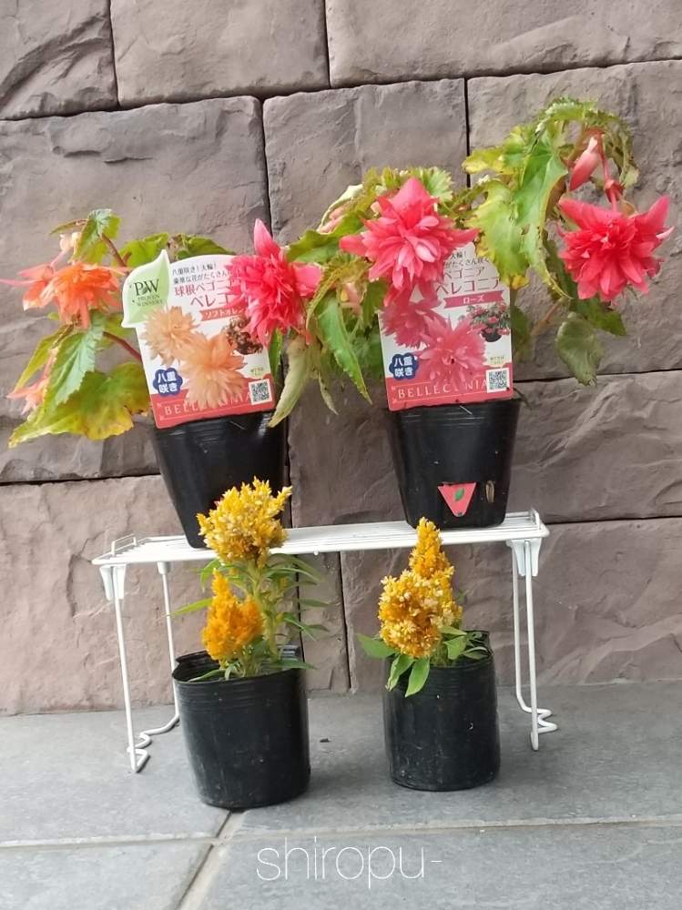 ケイトウの投稿画像 By しろぷーさん 球根ベゴニア ベレコニアとpwと夏の花とおうち園芸と八重咲きと値下げ品とガーデニングと花のある暮らしと球根と可愛いとpwフォトコン 月7月15日 Greensnap グリーンスナップ