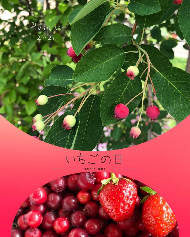 イチゴの投稿画像 By Rosa Sさん ジューンベリーとおうちde菜園とおうち園芸と北海道でも越冬しますと北海道と赤い実と毎月15日はいちごの日 月7月15日 Greensnap グリーンスナップ