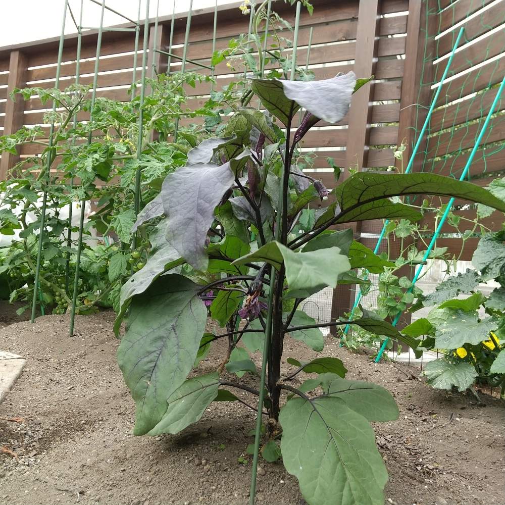 茄子の投稿画像 By Nyari N さん 家庭菜園と北海道 月7月15日 Greensnap グリーンスナップ