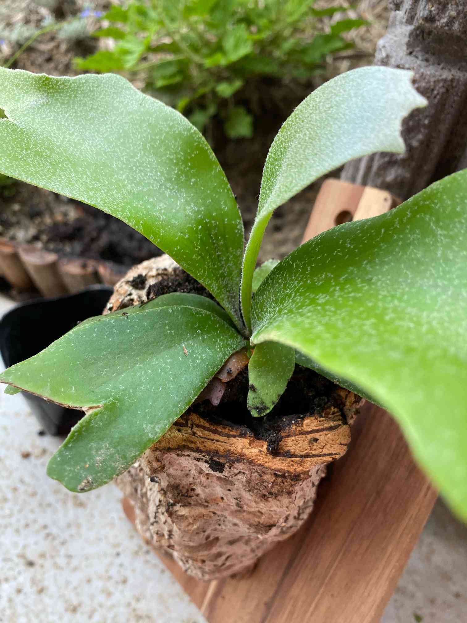 コルクにコウモリランを植える｜🍀GreenSnap（グリーンスナップ）