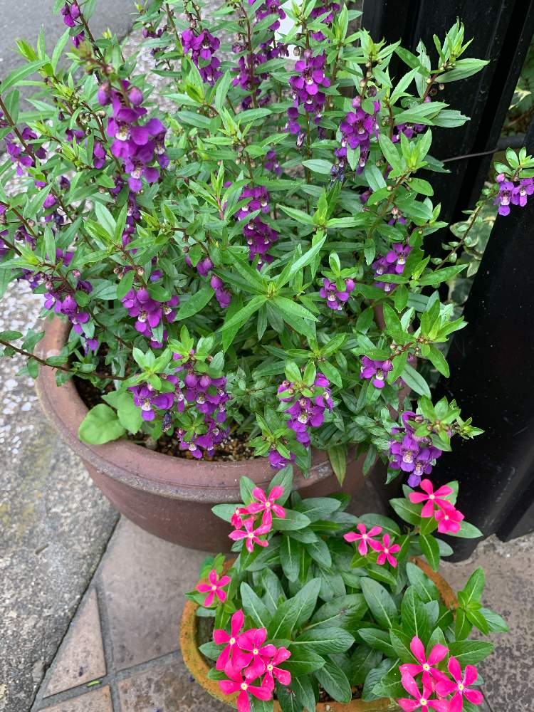 アンゲロニアの投稿画像 By まりもさん 月7月15日 Greensnap グリーンスナップ