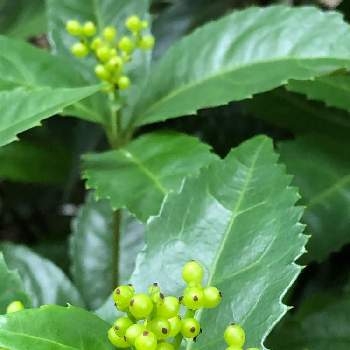 千両の実 の投稿画像一覧 Greensnap グリーンスナップ