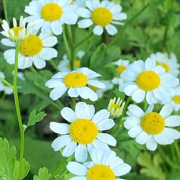ナツシロギク フィーバーフュー の一覧 Greensnap グリーンスナップ ナツシロギク フィーバーフュー の一覧 Greensnap グリーンスナップ