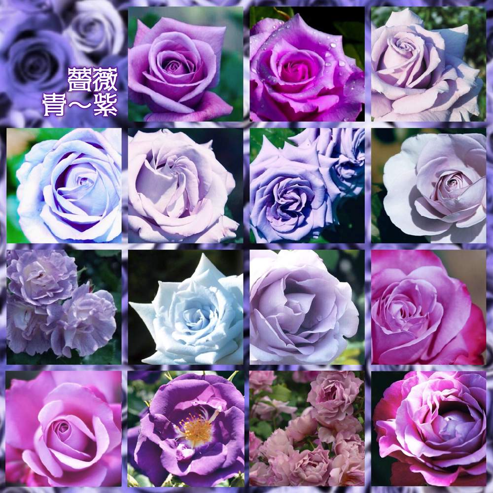 バラの投稿画像 By 黝 ﾕｳ 諸事情で休止しますさん バラ ブルーリバーとバラ ブルームーンとバラ ブルーヘブンとバラ ラベンダーピノキオと薔薇 好き男子と薔薇図鑑と黝の薔薇図鑑と青の世界と青花の魅力と花好きバンドマンとお写んぽと青い花と黝フォトと紫の花と黝の