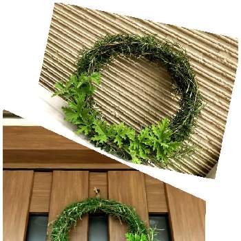 ローズマリーの投稿画像一覧 Greensnap グリーンスナップ