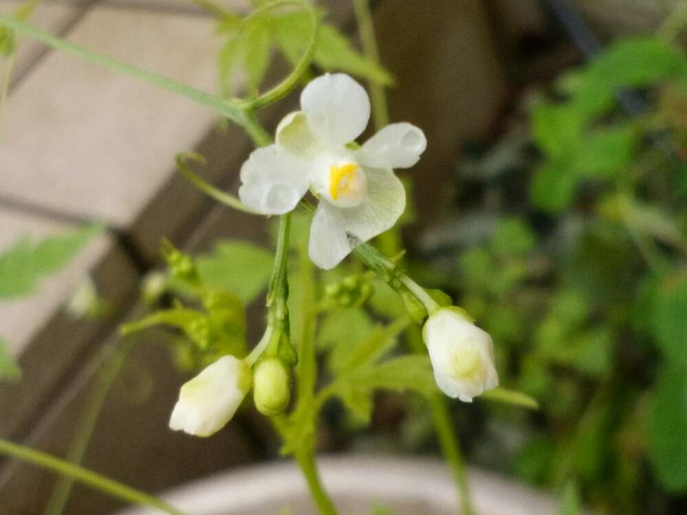 フウセンカズラの投稿画像 By Moonさん 白い花と夏の花と梅雨と小さい花 月7月15日 Greensnap グリーンスナップ