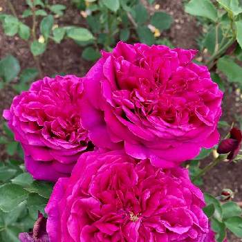 癒されて♪の画像 by サリーさん | お出かけ先と大阪市靭公園と大輪のバラと素敵な花壇と５月の薔薇と癒されて♪ときれい✨