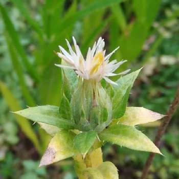 ベニバナ 紅花 の育て方 種まき時期や植え付け方法は Greensnap グリーンスナップ