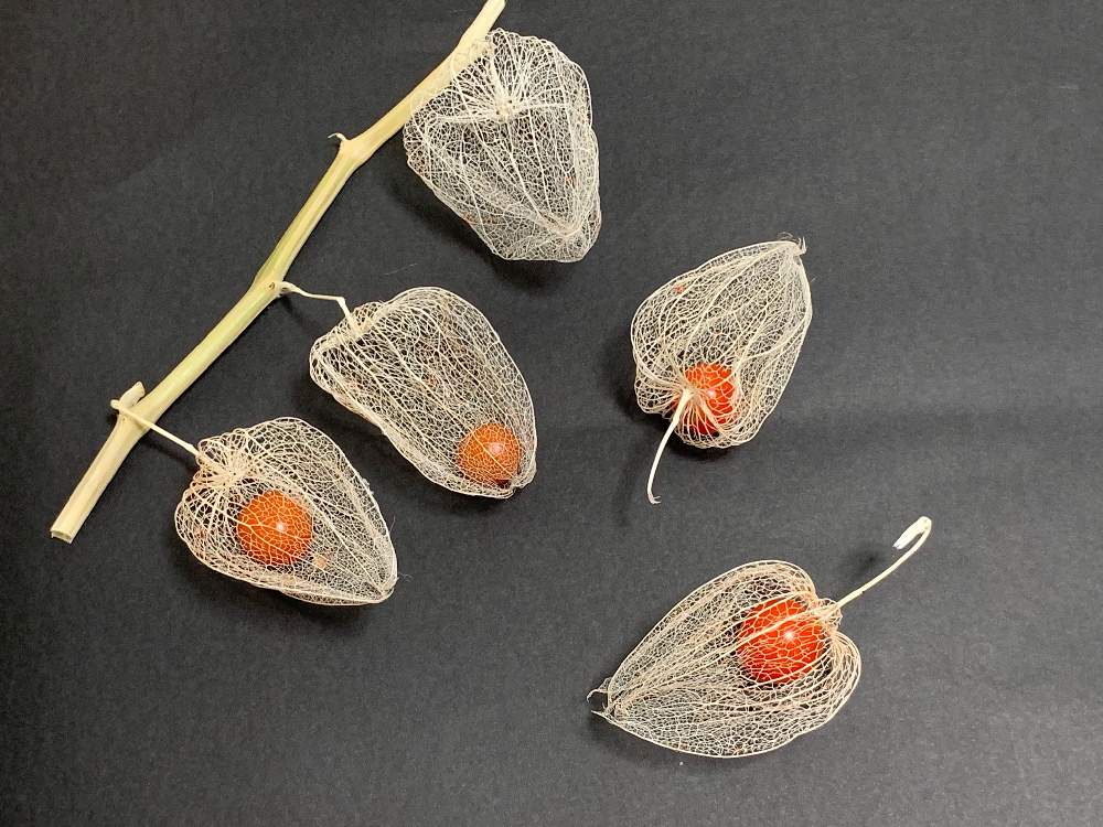 スケルトンほうずき の作り方 Greensnap グリーンスナップ