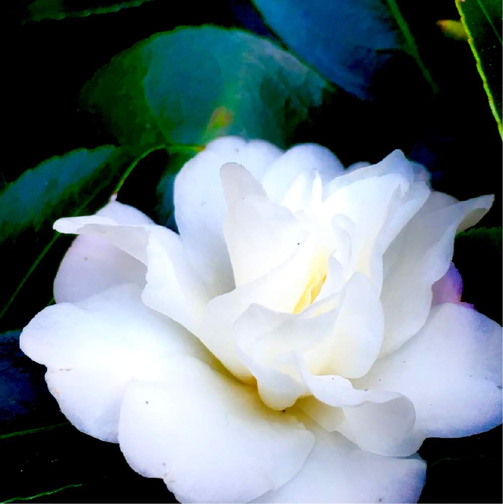 ばら バラ 薔薇の投稿画像 By ヒーちゃんさん 白いバラと誕生花と花言葉と白い花と今日はなんの日とバラ ミニバラとお出かけ先とばら バラ 薔薇と白いバラと誕生花と花言葉と白い花と今日はなんの日とバラ ミニバラ 月7月16日 Greensnap グリーンスナップ