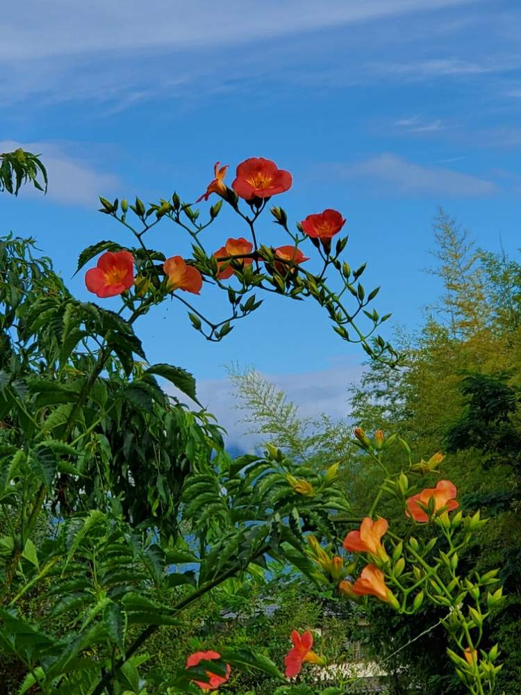 ノウゼンカズラの投稿画像 By ゆりさん あさと青 あお ブルーときいろの花とオレンジの花 月7月16日 Greensnap グリーンスナップ