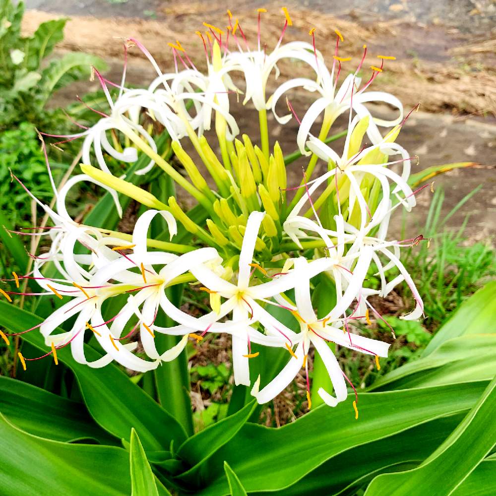 ハマユウの投稿画像 By スマイルさん 美しいとお花と白い花とお花好きと ハマユウ 月7月16日 Greensnap グリーンスナップ