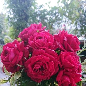 リパブリック ドゥ モンマルトルの画像 by ＹＵＭＩＫＯさん | テラスと私の癒し♡と薔薇愛同盟とローズマリー❕と花が好き❤とアベリア斑入り種と大好きとおうち園芸とお花に癒されてと植中毒と薔薇が好き❤といい香りと花のある暮らしとリパブリック ドゥ モンマルトルとかわいいな♡といい色♡と今日の花束