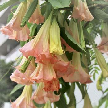 エンジェルストランペットの花の画像 by こまくささん | お出かけ先とエンジェルストランペットとエンジェルストランペットの花