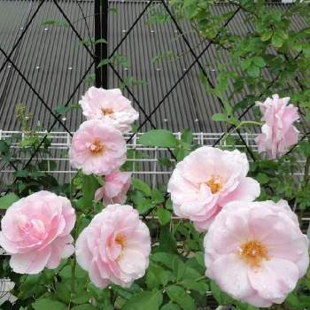 バラ・ビエドゥの画像 by bluε❋moöon*さん | 小さな庭とバラ・ビエドゥとばら バラ 薔薇と薔薇愛同盟とおうち園芸と❋ビエドゥと可愛いと花のある暮らしと素敵