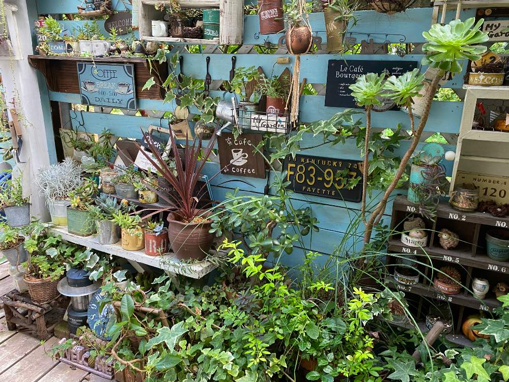 多肉植物の投稿画像 By Mintさん プランター菜園とgardenとガーデンと植物のある暮らしとグリーンのある暮らしとgardeningと寄せ植えと 植物と多肉植物のある暮らしと多肉女子と癒しの場所とgardenカフェ風 とガーデニングと花のある暮らしとデッキガーデンとリメイク