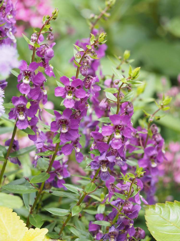 アンゲロニアの投稿画像 By Momoさん 植物と暮らすと庭園に咲く花と紫色の花とアンゲロニア セレニータ と花のある暮らし 月7月16日 Greensnap グリーンスナップ