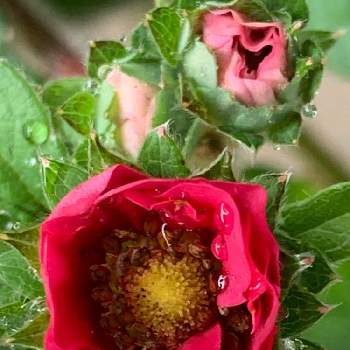 赤花イチゴの画像 by おきょうさん | 赤花いちご ローズベリーレッドと赤花イチゴ