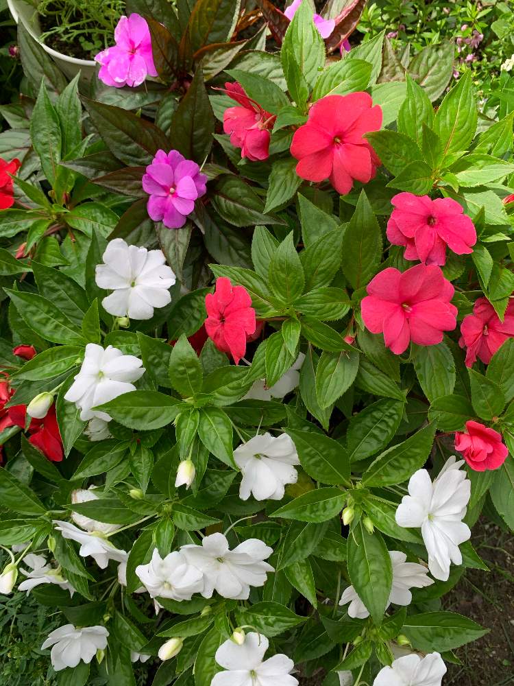 お庭の投稿画像 By 庭庭さん ニチニチソウ と 日々草とインパチェンスと小さな庭とインパチェンス とお庭とニチニチソウ と 日々草とインパチェンス 月7月16日 Greensnap グリーンスナップ Greensnap グリーンスナップ お庭の投稿画像 By 庭庭さん ニチニチソウ と 日々草とインパチェンスと小さな庭とインパチェンス とお庭とニチニチソウ と 日々草とインパチェンス 月7月16日 Greensnap グリーンスナップ Greensnap グリーンスナップ