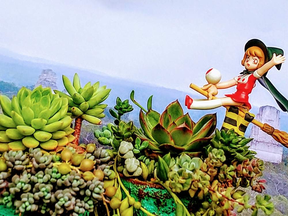 マハリクマハリタの投稿画像 By アコウテさん ベランダ多肉と植欲旺盛と植中毒と多肉寄植え とゲゲゲとgs植物うちなーぐち会 月7月16日 Greensnap グリーンスナップ マハリクマハリタの投稿画像 By アコウテさん ベランダ多肉と植欲旺盛と植中毒と多肉寄植え とゲゲゲとgs植物うちなーぐち会 月7月16日 Greensnap グリーンスナップ