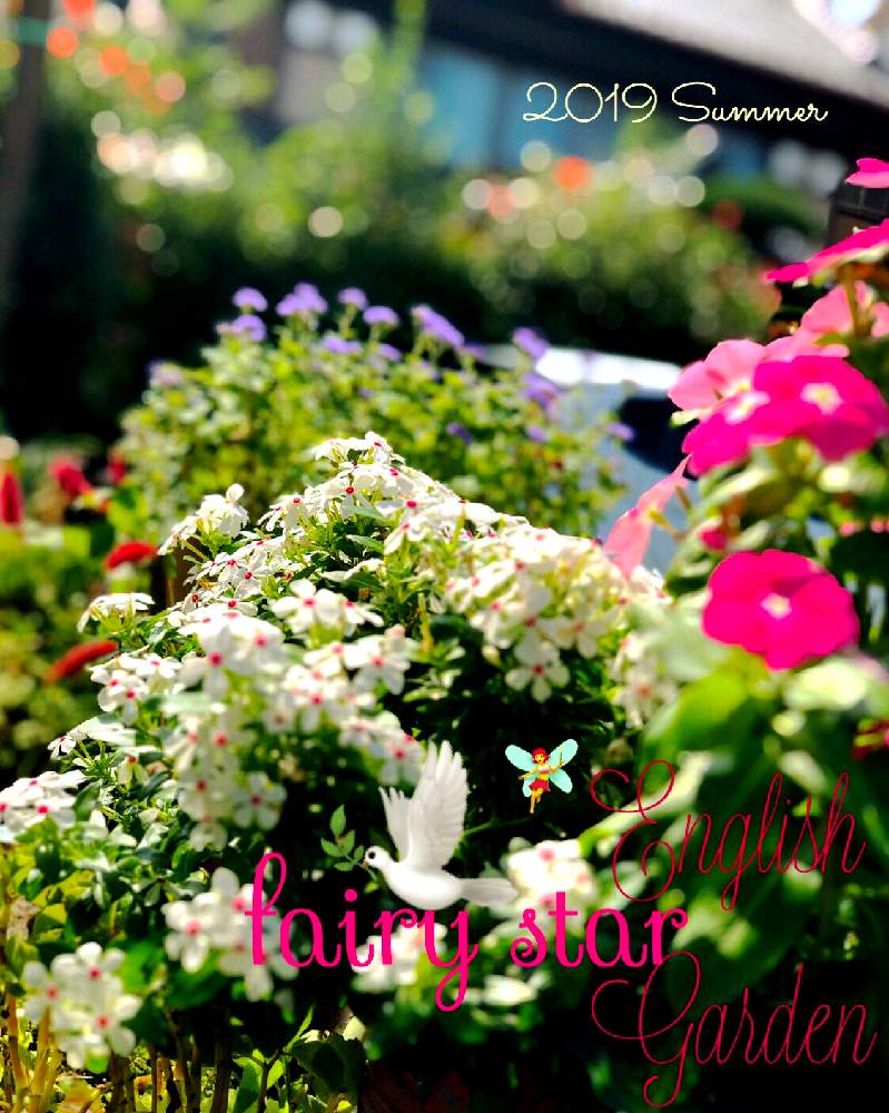 アゲラタムの投稿画像 By イングリッシュガーデンさん キャットテール とニチニチソウとニチニチソウフェアリースターと小さな庭とかわいい とニチニチソウ とgs映えとおうち園芸と今日のお花と綺麗なお花とお庭の植物と花のある暮らしとgsアダルトチームとかわいいな