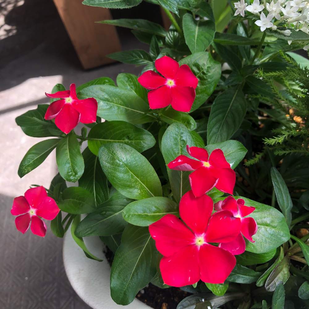 ニチニチソウの投稿画像 By さえこさん 寄せ植えと初心者と夏のお花とベランダガーデンとおうち園芸 月7月16日 Greensnap グリーンスナップ