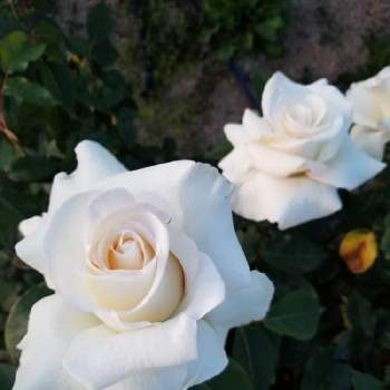 夕方のバラの画像 by ピースさん | お出かけ先と夕方のバラと元気をお届け❤️と優しい気持ち♡と医療従事者に感謝と花のある暮らしと白いお花♡と世界が平和になりますように
