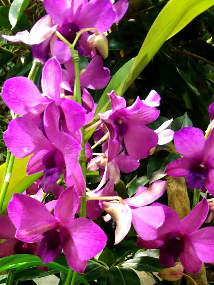 デンドロビウム ファレノプシス デンファレ の投稿画像 By Joさん 月7月16日 Greensnap グリーンスナップ