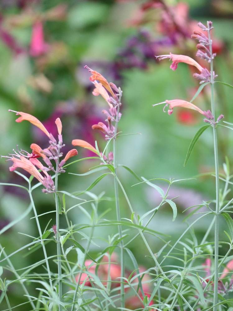 アガスターシェの投稿画像 By メイプルママさん アガスターシェ アパッチサンセットと広い庭とボーダー花壇とシソ科とpwフォトコンと耐寒性多年草と宿根草 とシソ科 と鳥取県と花のある暮らしとボーダーガーデンと庭の宿根草とボーダー花壇とシソ科とpwフォトコン