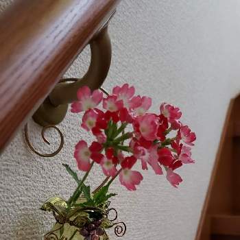 お手軽の画像 by Sweet peaさん | 階段/廊下と一輪挿しとお気に入りの花瓶とピンクの花と１日１日が大事とおうち園芸とコロナに負けないと梅雨明け願うとゆっくりまったりとお手軽と切り花