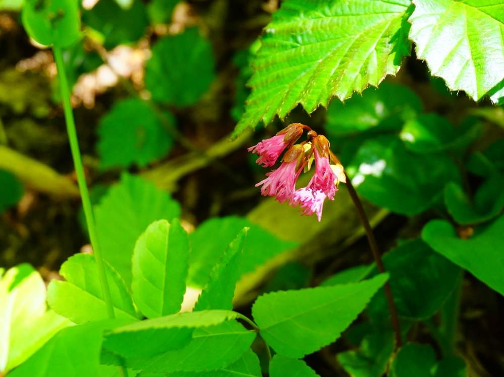 イワカガミの投稿画像 By よりさん 不忘山と東北と山の花とハイキング 登山と宮城とやまと登山と高山植物類と蔵王とお出かけ先と山野草と不忘山と東北と山の 花とハイキング 登山と宮城とやまと登山と高山植物類と蔵王と山野草 月7月16日 Greensnap グリーン