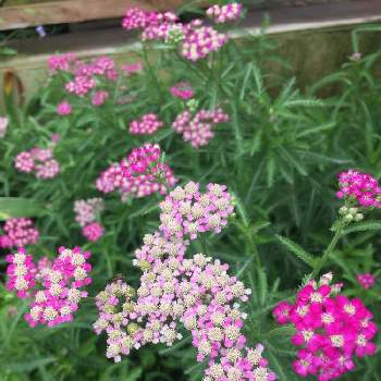 セイヨウノコギリソウ 西洋鋸草 の投稿画像一覧 Greensnap グリーンスナップ