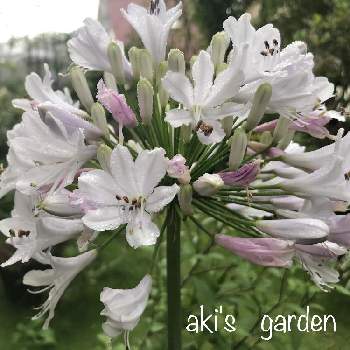 アガパンサス ガーデンクィーンの投稿画像一覧 Greensnap グリーンスナップ