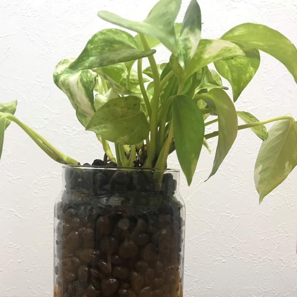 ポトスの投稿画像 By りじさん 観葉植物と植物のある暮らしとちょと失敗とハイドロカルチャーと水耕栽培と植え替え完了 とインテリアグリーン 月7月16日 Greensnap グリーンスナップ