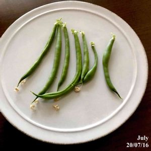 つるなしインゲン,水耕栽培,収穫,野菜 水耕栽培,百均グッズの画像